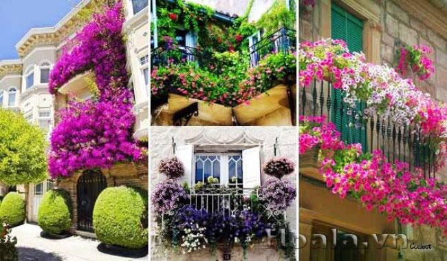 mẫu ban công đẹp với hoa cây cảnh