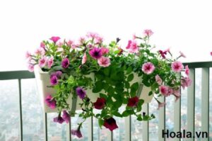 Chậu hoa treo ban công bốn mùa tuyệt đẹp - Hoala.vn