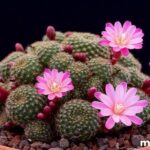 Tổng Hợp Các Loại Hoa Trồng Trong Nhà Ưa Bóng Cực Đẹp Và Dễ