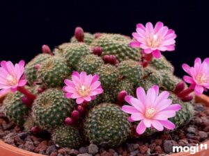 Tổng Hợp Các Loại Hoa Trồng Trong Nhà Ưa Bóng Cực Đẹp Và Dễ