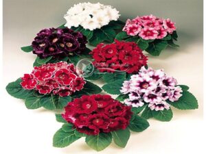 Hoa Tử La Lan - Cây giống hoa