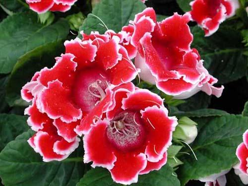 Tự trồng và chăm sóc hoa tử la lan