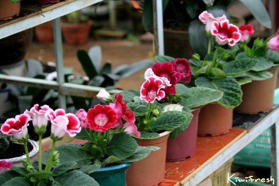 Để có được những chậu hoa đẹp như ý, người chăm sóc cần chú ý một số kỹ thuật trồng cây cơ bản