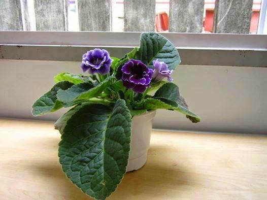 Hoa tử la lan được bày ở nhiều nơi bởi vẻ đẹp sang trọng