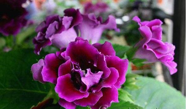 Hoa có 2 màu tình yêu là tím và hồng