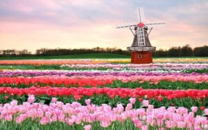 Tìm Hiểu Nguồn Gốc Hoa Tulip Ở Nước Nào Và Ý Nghĩa Hoa Tulip