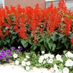 Ý nghĩa Cây Hoa Xác Pháo đỏ - Ở đâu bán giá tốt nhất !