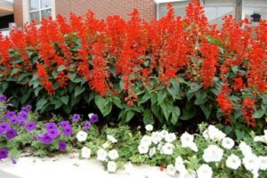 Ý nghĩa Cây Hoa Xác Pháo đỏ - Ở đâu bán giá tốt nhất !