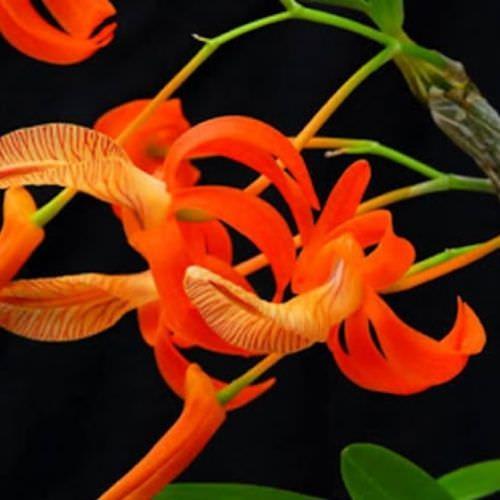 Cách trồng và chăm sóc phong lan hoàng thảo đơn cam - Sfarm