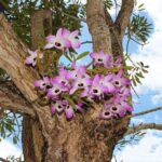 Hoàng thảo đùi gà: nhận biết, cách trồng lan đùi gà như thế nào?