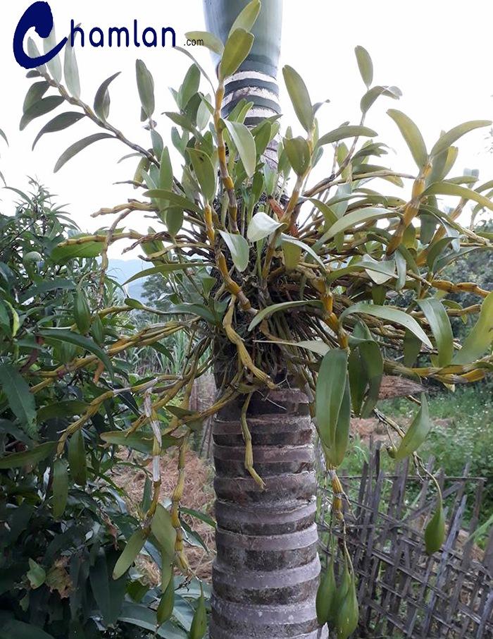 Lan đùi gà ghép gỗ cực tốt