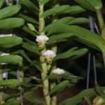 Lan Hoàng Thảo Hương Duyên – đặc điểm và điều kiện sinh trưởng