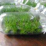 Trồng Hoàng thảo kèn nuôi cấy mô - Vườn Lan