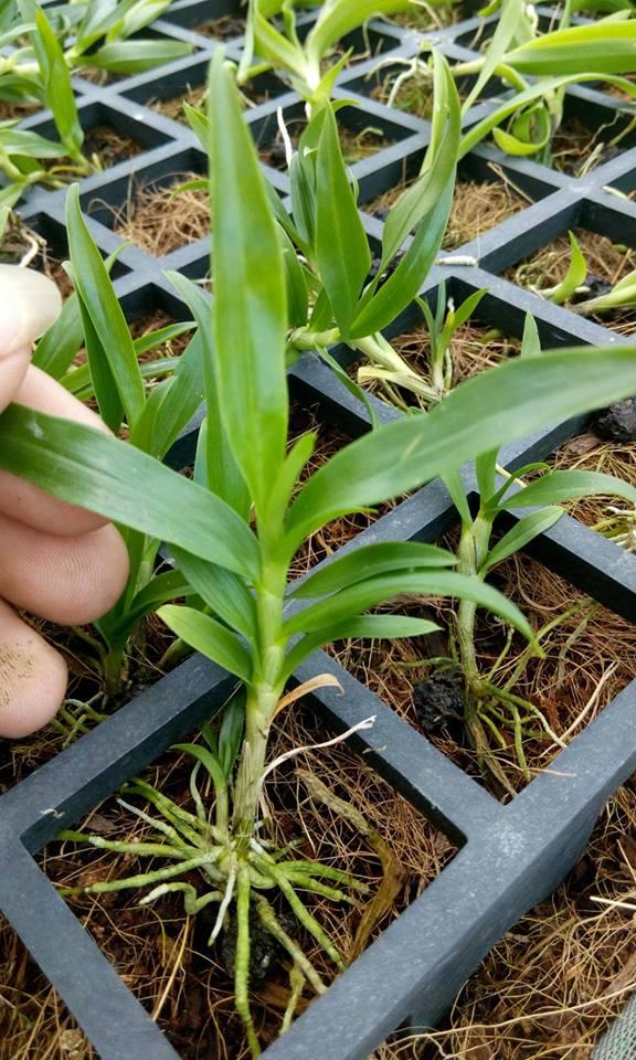 Trồng Hoàng thảo kèn nuôi cấy mô