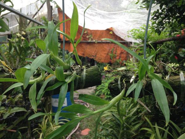 Trồng Hoàng thảo kèn nuôi cấy mô