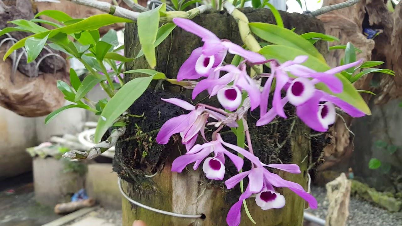 Trồng Hoàng thảo kèn nuôi cấy mô