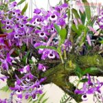 Kỹ thuật trồng và chăm sóc dòng Lan Hoàng Thảo Kèn