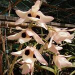 Hoàng thảo Thái Bình - Dendrobium Pulchellum - Vườn Lan