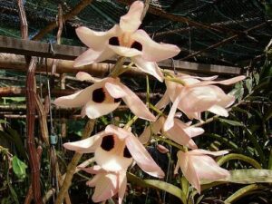 Hoàng thảo Thái Bình - Dendrobium Pulchellum - Vườn Lan