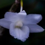 Hoàng thảo tích tụ trắng - dendrobium cumulatum var alba - Vườn Lan