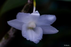 Hoàng thảo tích tụ trắng - dendrobium cumulatum var alba - Vườn Lan