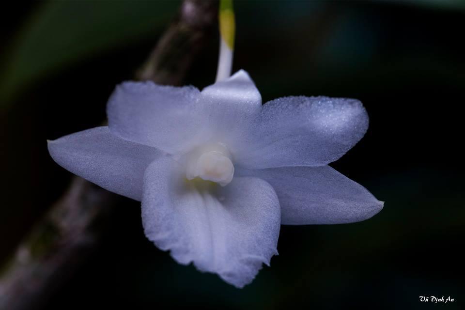 Hoàng thảo tích tụ trắng - dendrobium cumulatum var alba - Vườn Lan