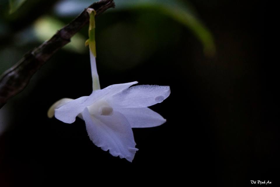 Hoàng thảo tích tụ trắng - dendrobium cumulatum var alba