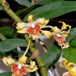 Hoàng thảo vạch đỏ - Dendrobium ochraceum - Vườn Lan