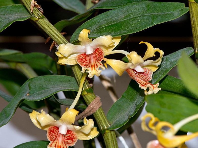 Hoàng thảo vạch đỏ - Dendrobium ochraceum
