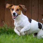 Chó sục Jack Russell Terrier- giống chó nhỏ thông minh và ranh mãnh