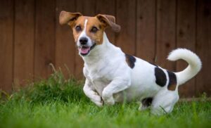 Chó sục Jack Russell Terrier- giống chó nhỏ thông minh và ranh mãnh