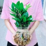 Kim Tiền thuỷ sinh, cách trồng và chăm sóc