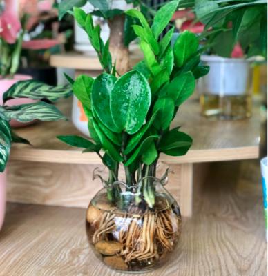 cây kim tiền thuỷ sinh