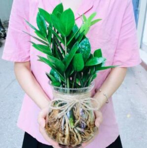 Kim Tiền thuỷ sinh, cách trồng và chăm sóc