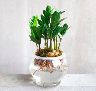 cách trồng cây Kim Tiền