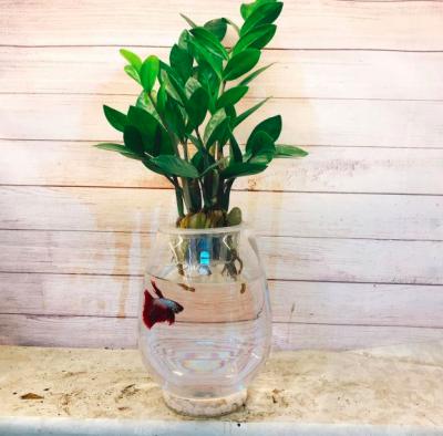 kim tiền thuỷ sinh để bàn