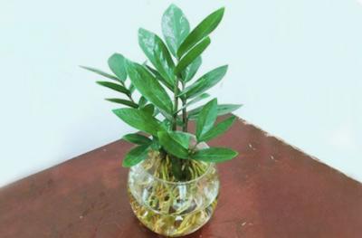 cây kim tiền thuỷ sinh