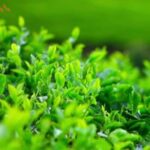 Cây cảnh trong nhà hợp mệnh Mộc rước TÀI LỘC đón BÌNH AN