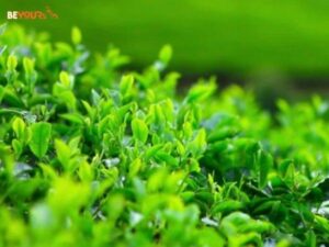 Cây cảnh trong nhà hợp mệnh Mộc rước TÀI LỘC đón BÌNH AN