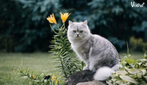 MÈO ALD | Tất tần tật đặc điểm và Giá Mèo Anh Lông Dài - VuiPet