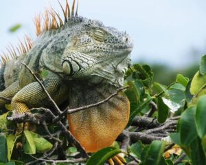 Rồng Nam Mỹ Giá Bao Nhiêu? - MEW Pet Shop