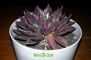 Sen đá bị rụng lá thì phải làm sao? - Web cây cảnh