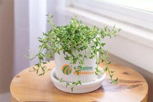 Cách phát triển và chăm sóc sen đá cá heo - BÁCH NÔNG