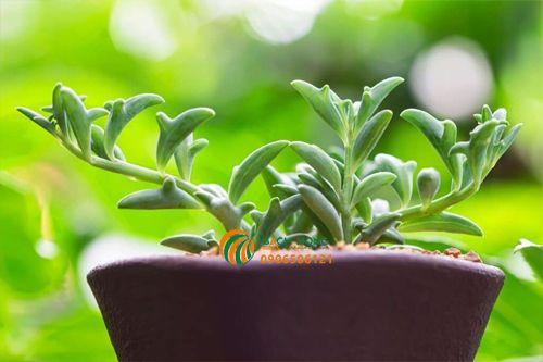 Sen đá cá heo trồng trong chậu