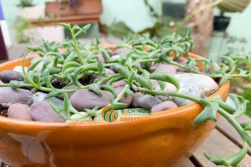 Đất trồng cho sen đá cá heo