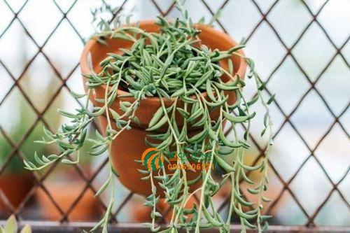 Nhiệt độ cần thiết cho sen đá cá heo