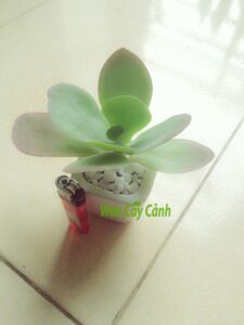 Sen đá cánh bướm và cách chăm sóc tốt nhất - Web cây cảnh