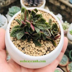 Cây Sen Đá Cỏ Tím dòng cây mới lạ giá chỉ từ 6k