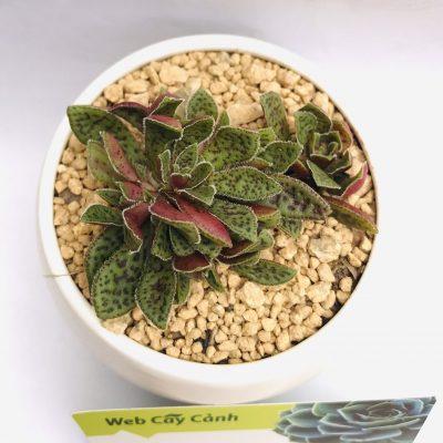 cây sen đá cỏ tím