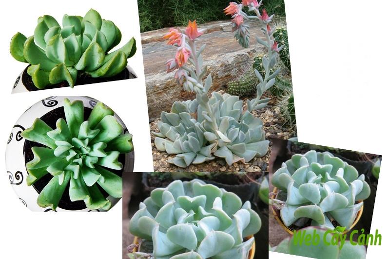 Cây sen đá hoa cúc ý nghĩa, cách trồng và chăm sóc